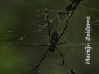 [Nephila]